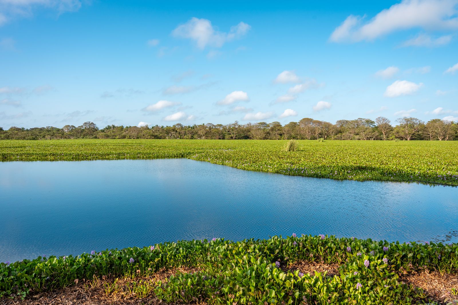 Calm wetland lagoon with green aquatic plants under a blue sky