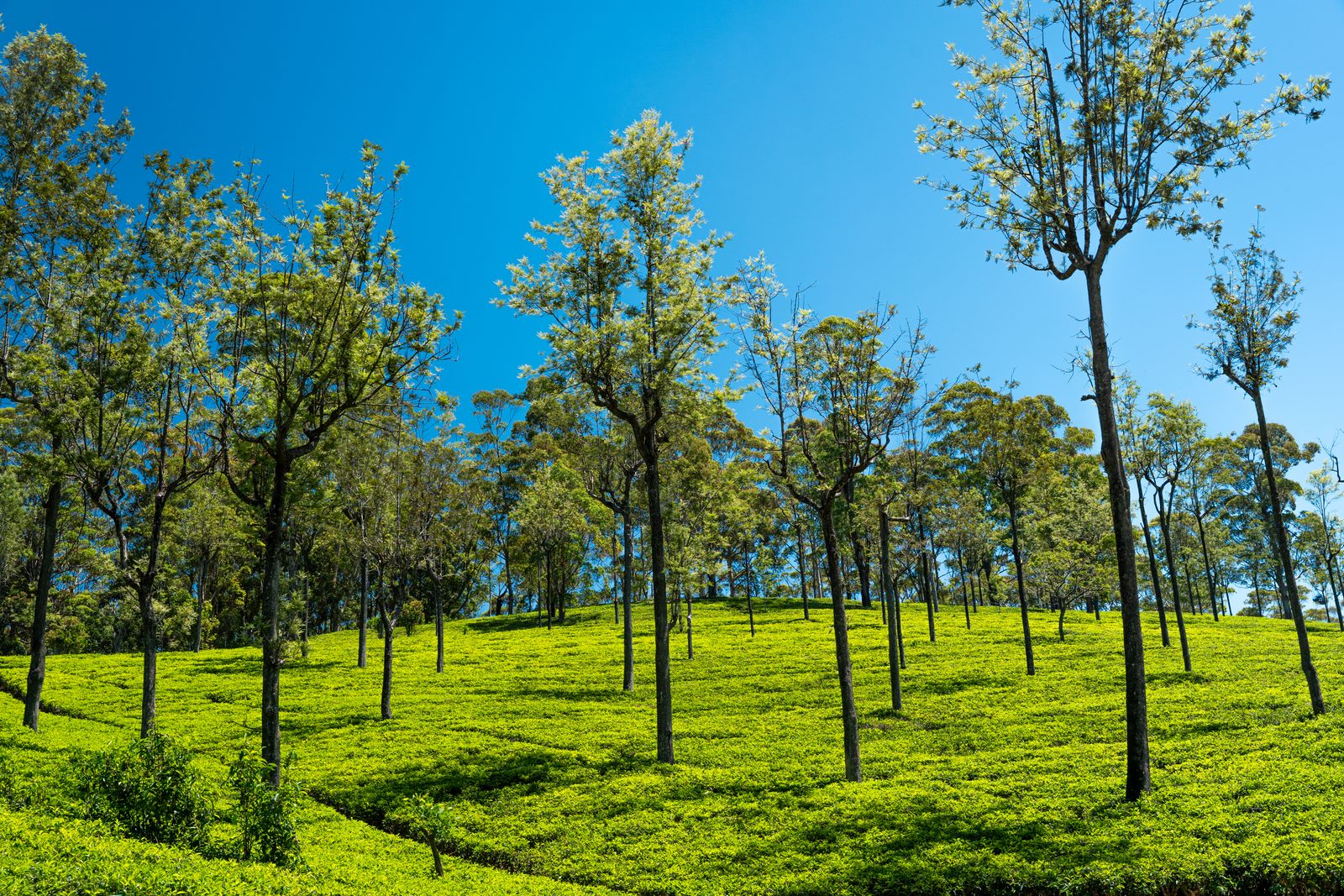 Sunlit tea plantation hillside in Sri Lanka’s hill country