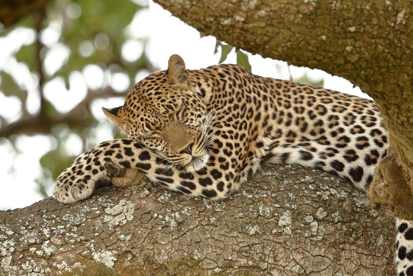 Leopard resting on a tree branch in the wild