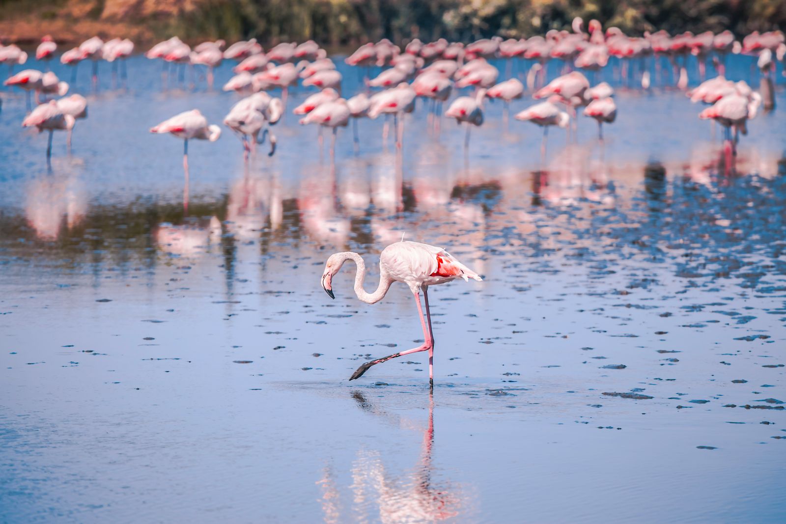 Flamingos wading in a shallow lagoon