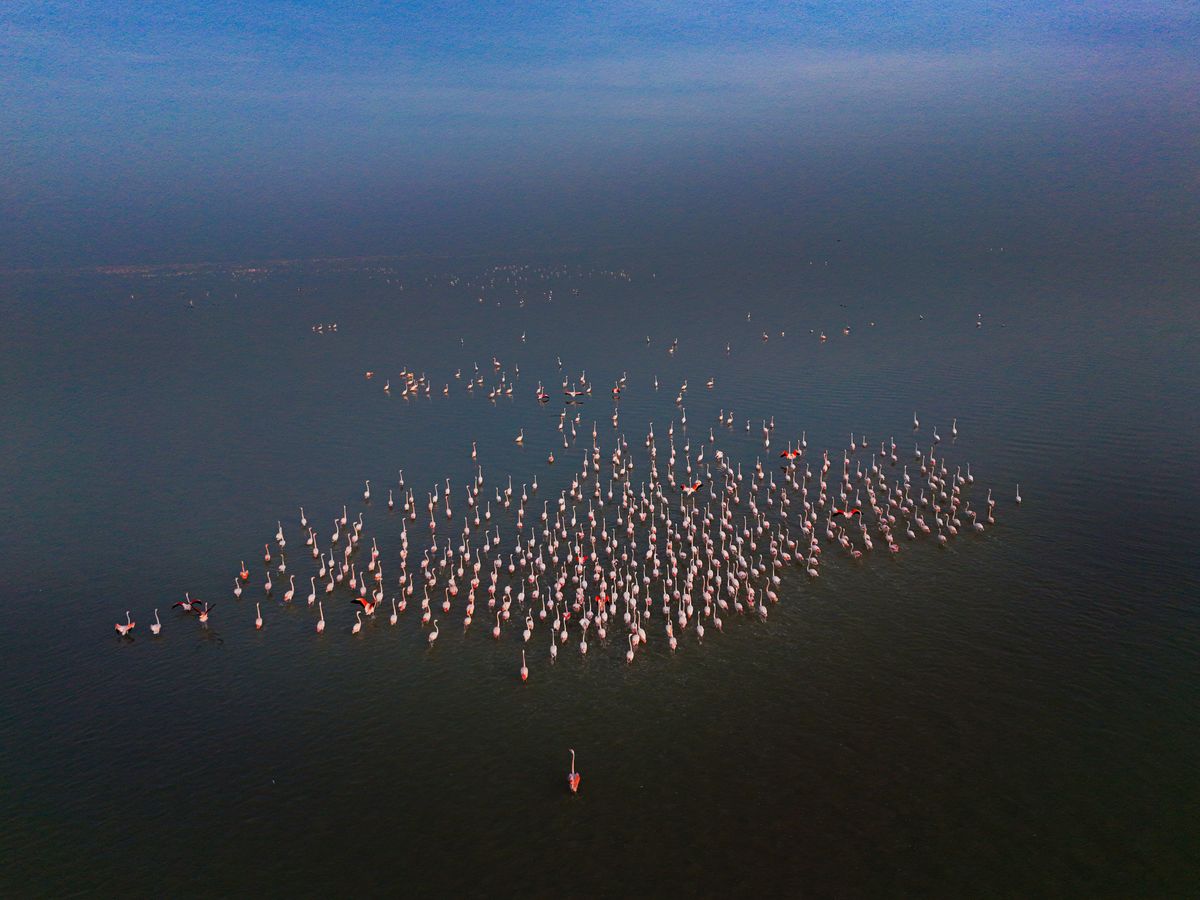 Aerial flamingo flock on water