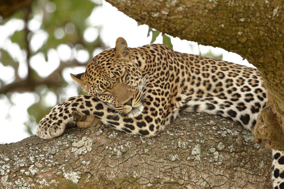 Leopard resting in a tree