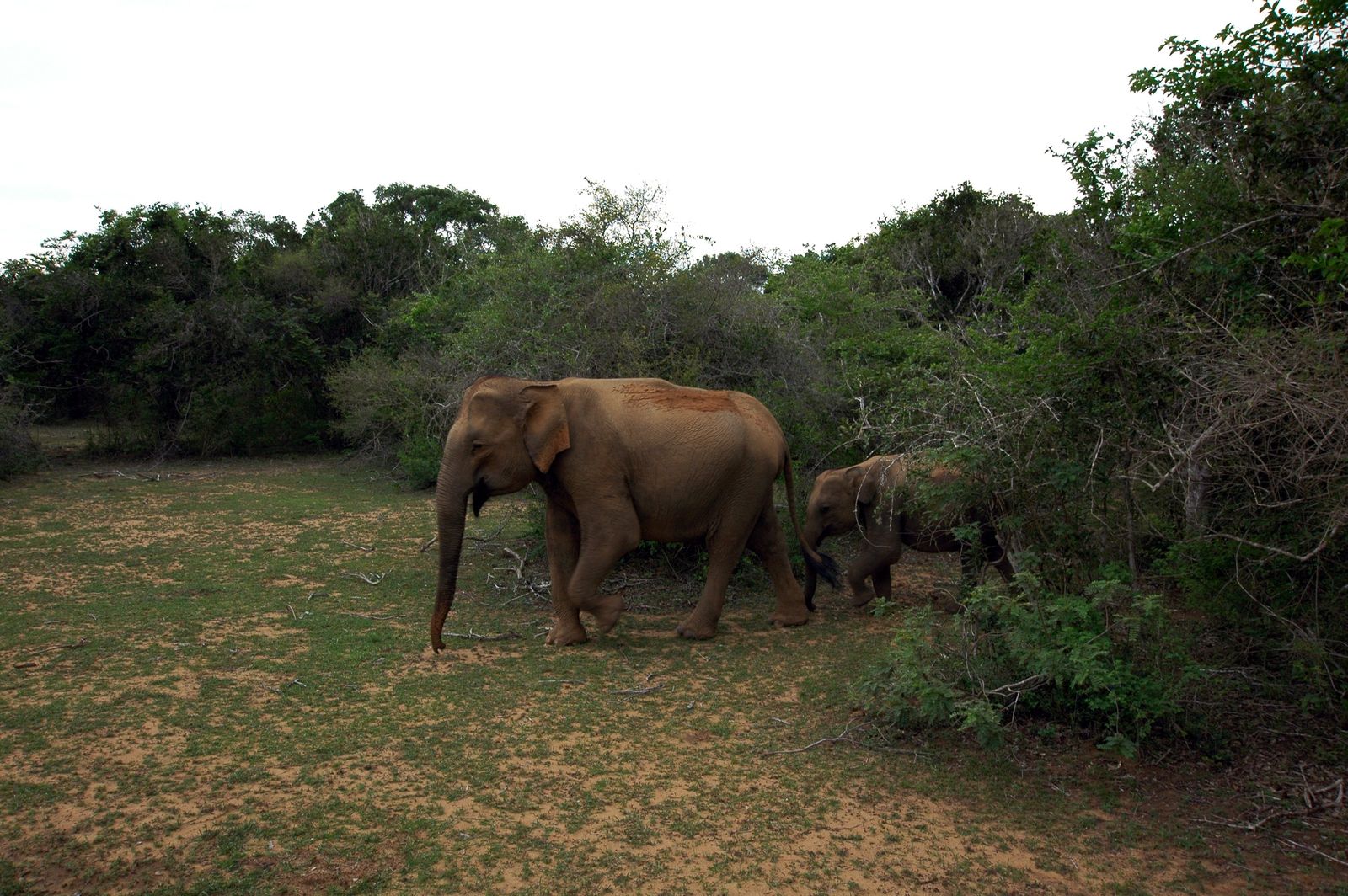 Asian elephants walking through scrubland on a Sri Lanka safari